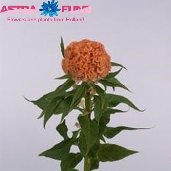 Celosia Cristata Grp Jura Salmon fotografija