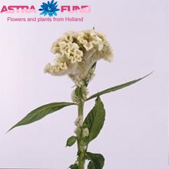 Celosia Cristata Grp Martine Lemon foto
