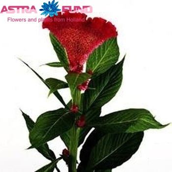 Celosia Cristata Grp Martine Purper foto