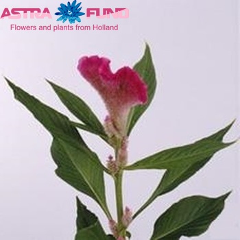 Celosia Cristata Grp Martine Rose foto