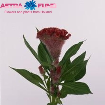 Celosia Cristata Grp 'Martine Scarlet' foto