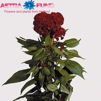 Celosia Cristata Grp 'No 9' foto