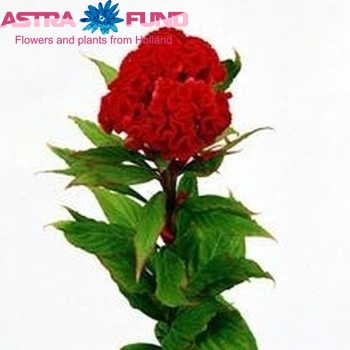 Celosia Cristata Grp 'Red Chief' foto