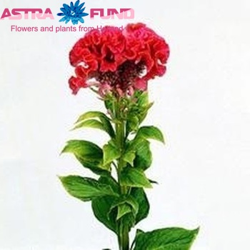 Celosia Cristata Grp 'Rose Chief' foto