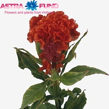 Celosia 'Persimmon Chief' foto