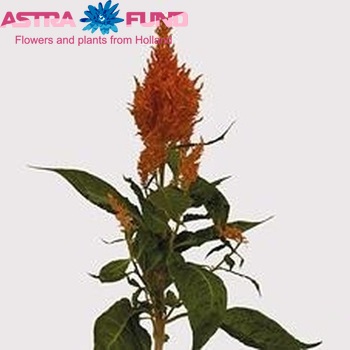 Celosia Plumosa Grp 'Apricot Brandy' foto
