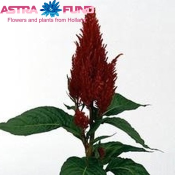 Celosia Plumosa Grp 'Century Fire' foto