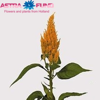 Celosia Plumosa Grp 'Century Geel' foto