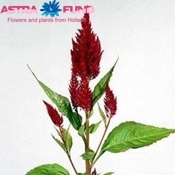 Celosia Plumosa Grp 'Century Paars' foto