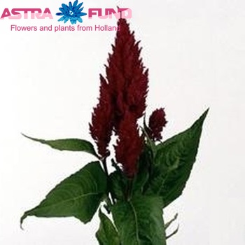 Celosia Plumosa Grp 'Century Purple Rose' foto