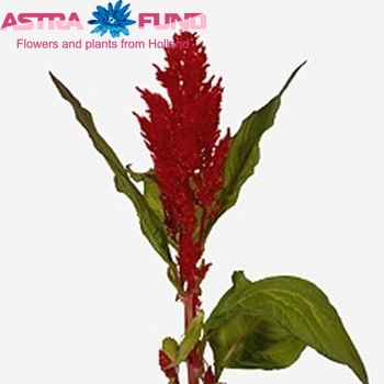 Celosia Plumosa Grp 'Century Rood' foto