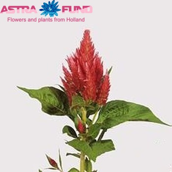 Celosia Plumosa Grp 'Cynthia Rose' foto
