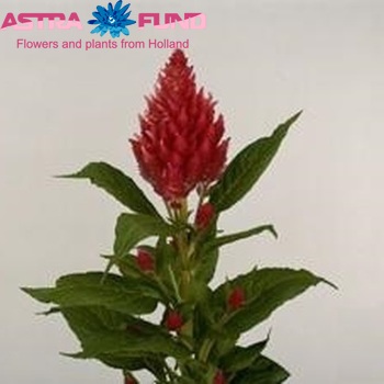 Celosia Plumosa Grp 'Kim Rose' foto