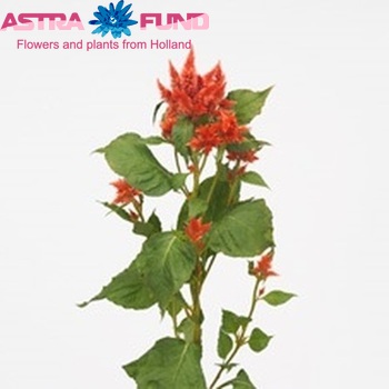 Celosia spicata Celway Orange zdjęcie