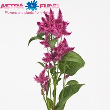 Celosia spicata Celway Purple zdjęcie