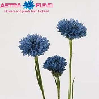 Centaurea cyanus photo