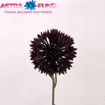 Centaurea cyanus 'Black Ball' photo