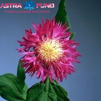 Centaurea dealbata photo
