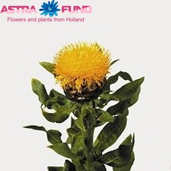 Centaurea macrocephala photo