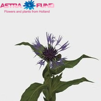 Centaurea montana photo