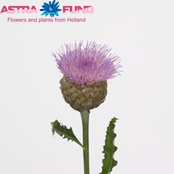 Centaurea 'Pulchra Major' photo