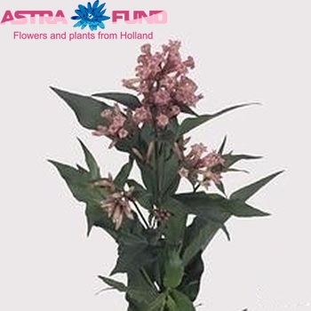 Cestrum 'Eden' photo