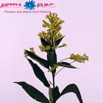 Cestrum 'Green Marco' photo