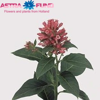 Cestrum 'Red Zohar' photo