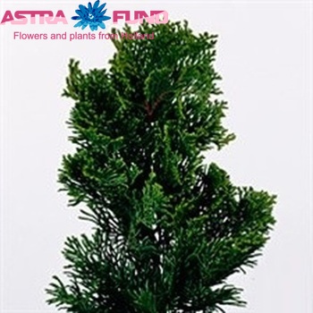 Chamaecyparis obtusa 'Nana Gracilis' photo