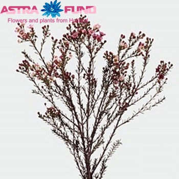 Chamelaucium 'Adi' photo