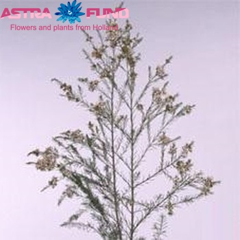 Chamelaucium 'Ayelet' photo