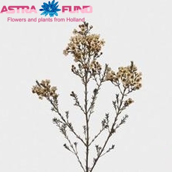 Chamelaucium 'Blondie' photo