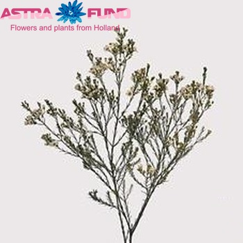 Chamelaucium 'Crystal Pearl' photo