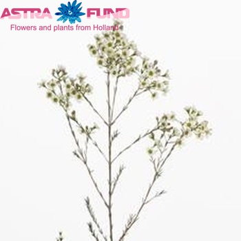 Chamelaucium 'Denmark Pearl' photo