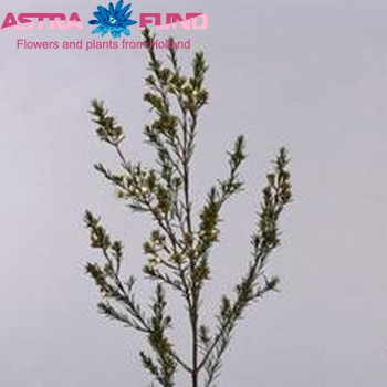 Chamelaucium 'Early Bird' photo