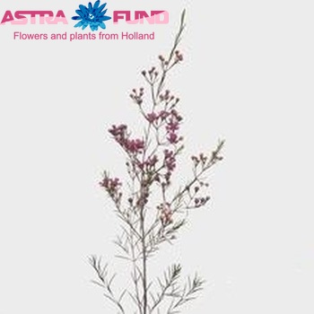 Chamelaucium 'Eden' photo