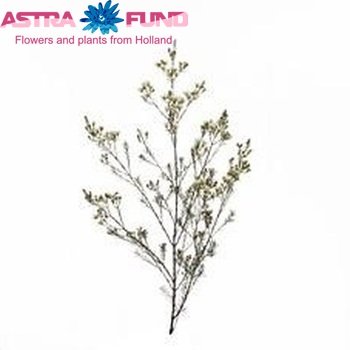 Chamelaucium 'Esperance Pearl' photo