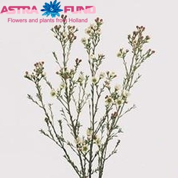 Chamelaucium 'Guy' photo