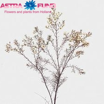 Chamelaucium 'Ivory Pearl' photo