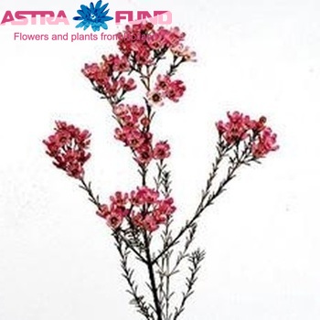Chamelaucium 'Painted Lady' Foto