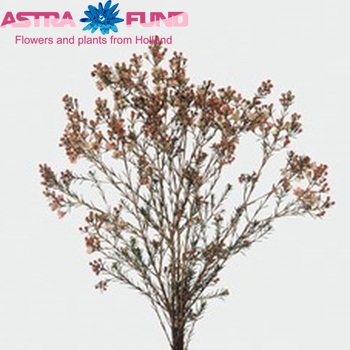 Chamelaucium 'Revelation' Foto