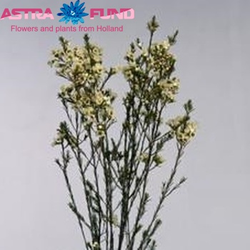 Chamelaucium 'Snow Ball' Foto