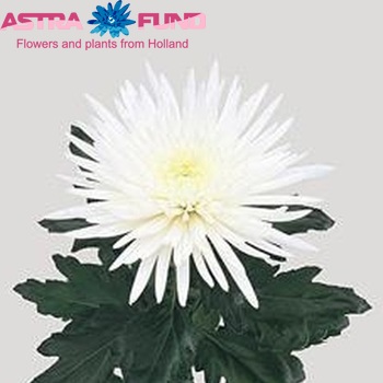 Chr G  'Anastasia' photo