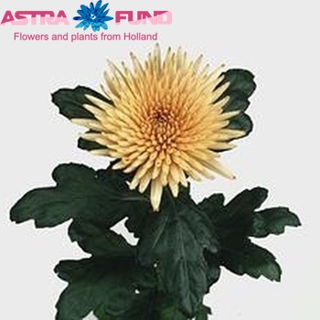 Chr G  'Anastasia Bronze' photo