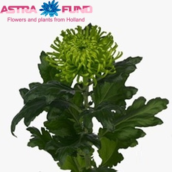 Chr G  'Anastasia Dark Green' photo