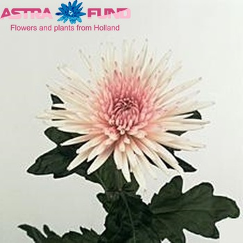 Chr G  'Anastasia Pink' foto
