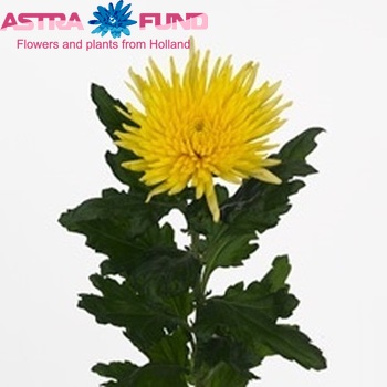 Chr G  Anastasia Sunny foto