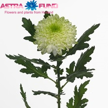 Chr G  'Zembla Lime' Foto