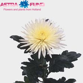 Chr G 'Anastasia Cream' photo
