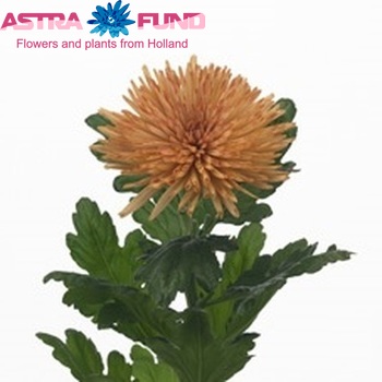 Chr G 'Anastasia Dark Bronze' photo